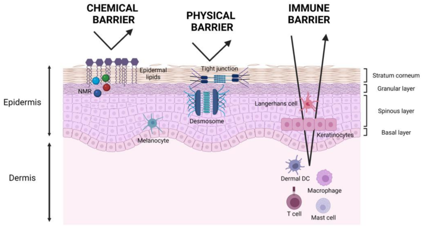 Why Your Skin Barrier Is More Important Than You Think